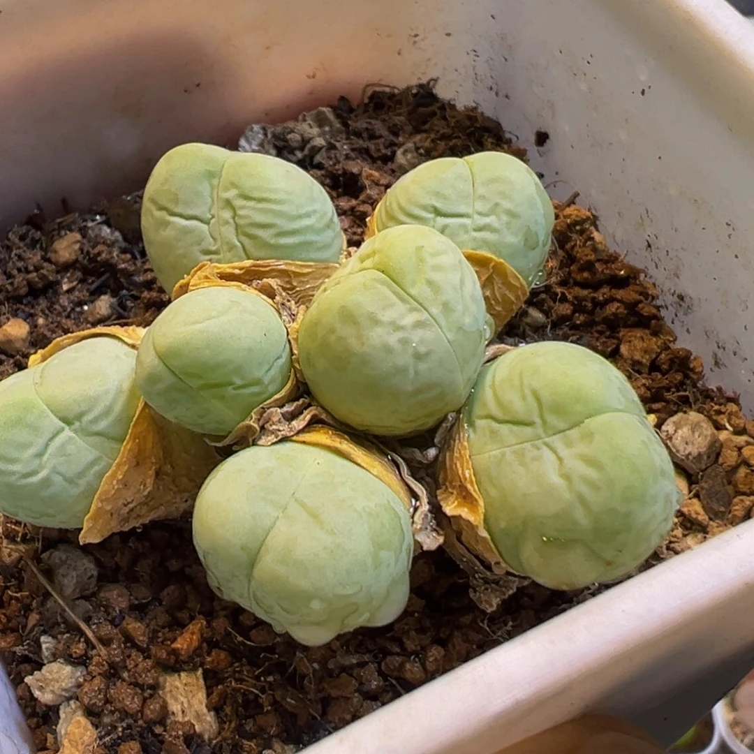 24多肉植物百科银光玉