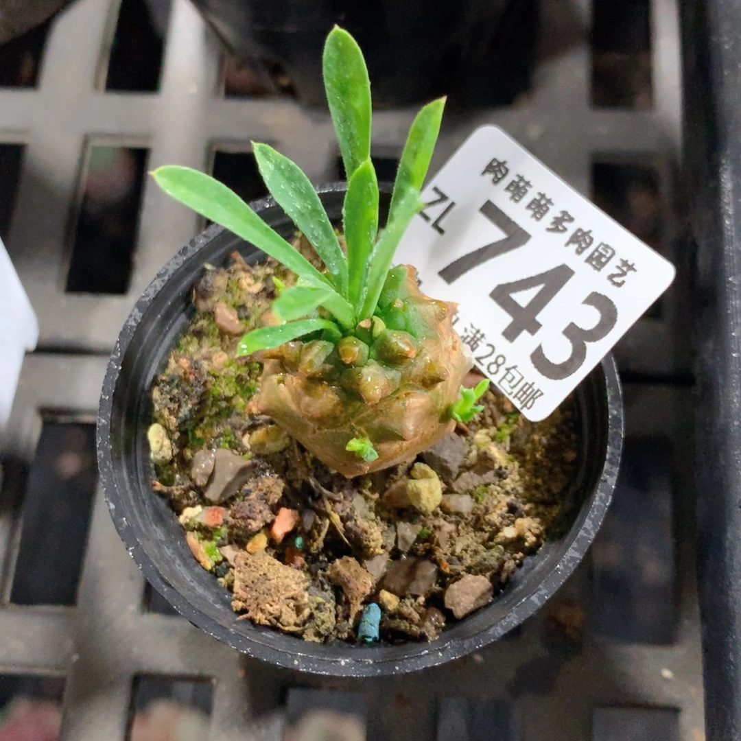 5CM拇指盆精控多肉ZL743