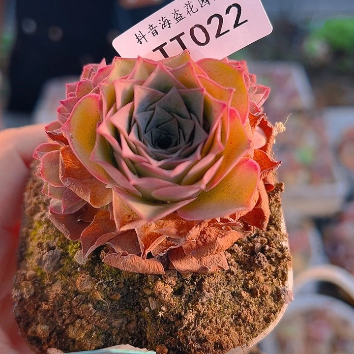 …***…TT022。    福袋。