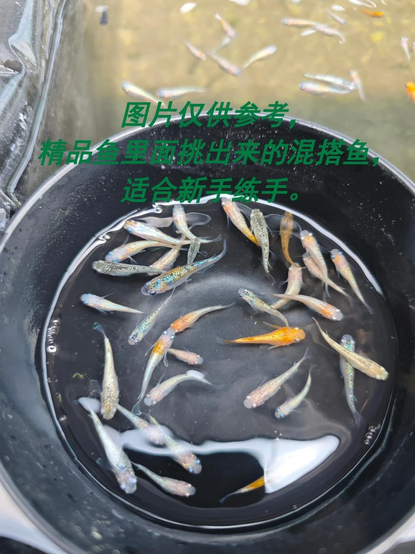 青鳉鱼练手鱼小型观赏鱼不打氧不加温不过滤随机发货介意勿拍