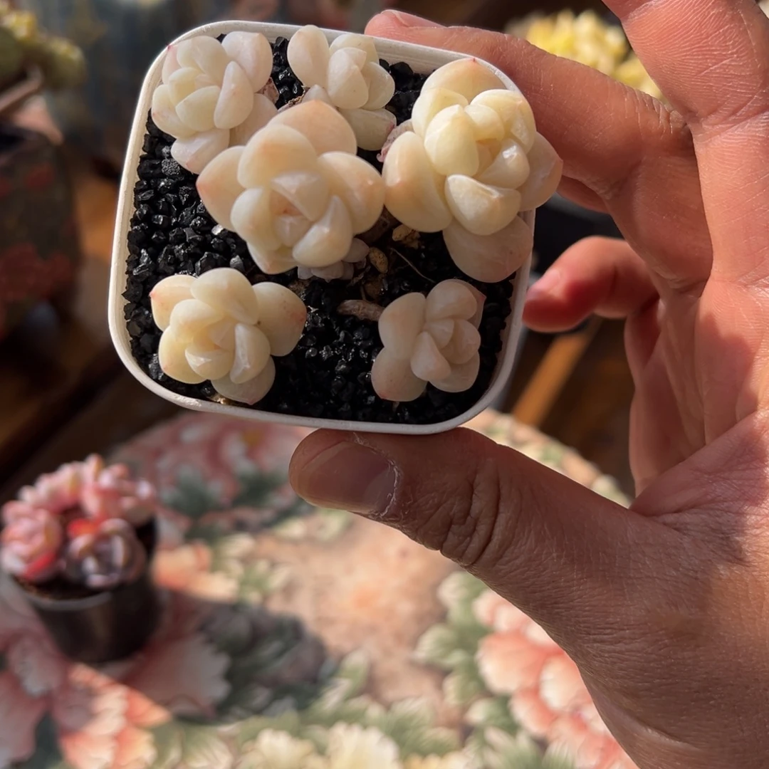 张张精品多肉冰玉