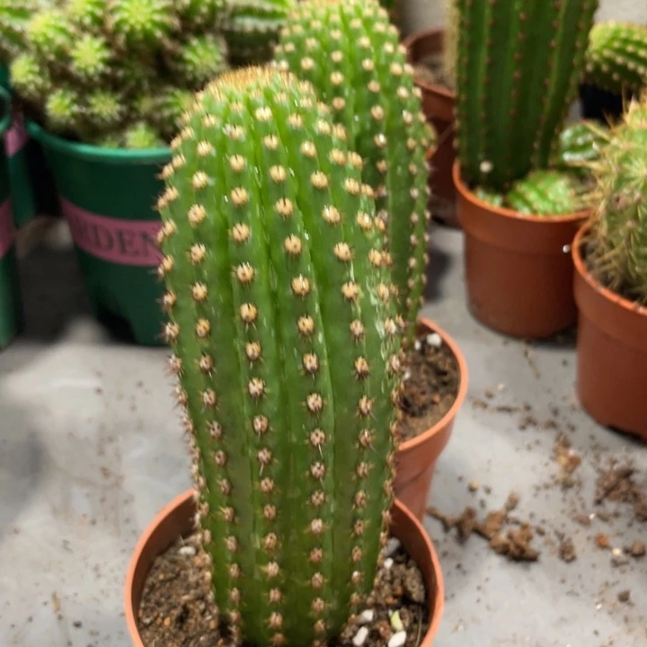 进口毛花住超级杏一杯