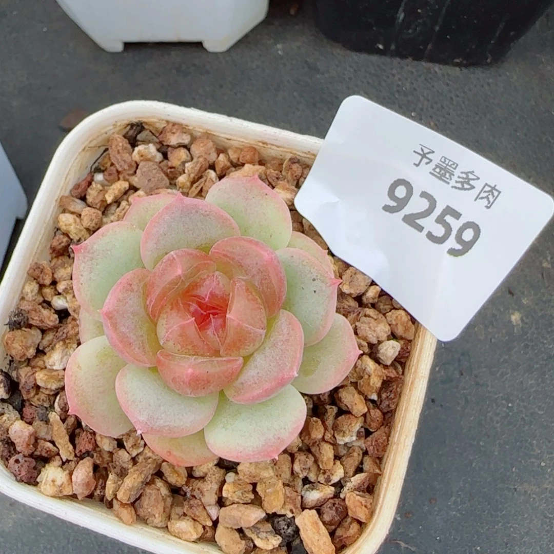 红心甜心，9259多肉植物
