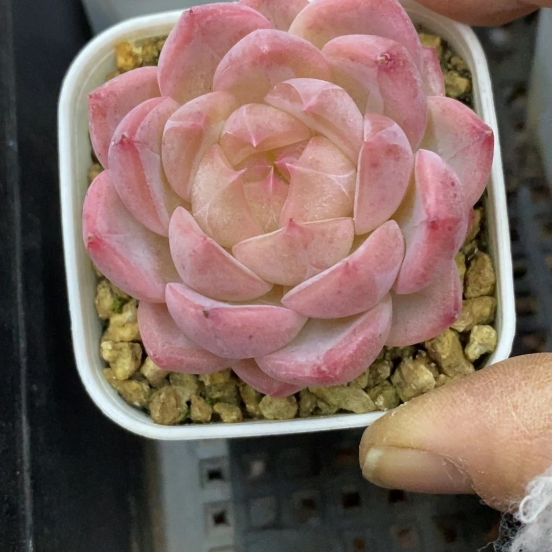 精品多肉一物一拍不包整316