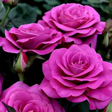 紫美人  冥王星  棒棒糖月季（修剪发货）