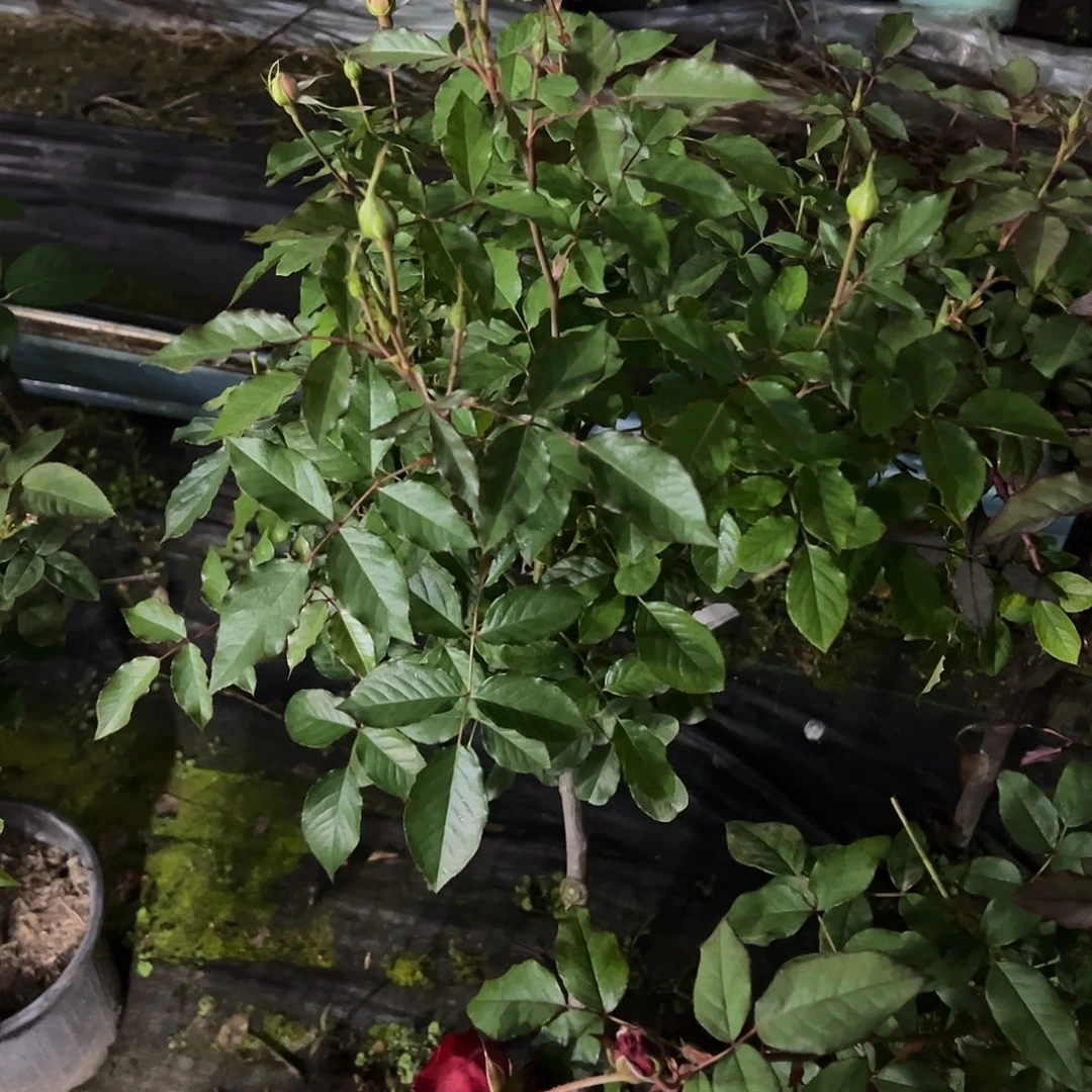 无花朵一物一拍45号