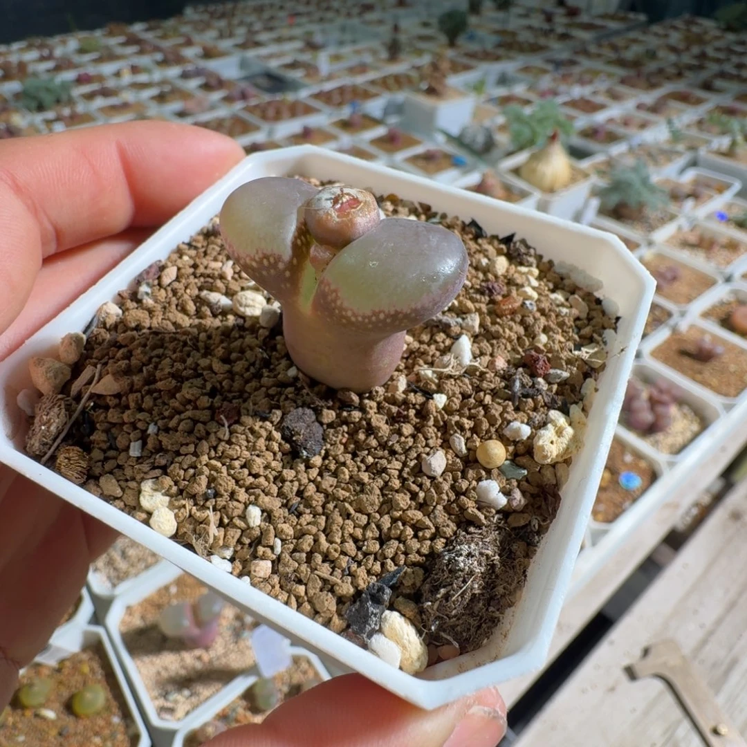 多肉植物好看紫罗兰