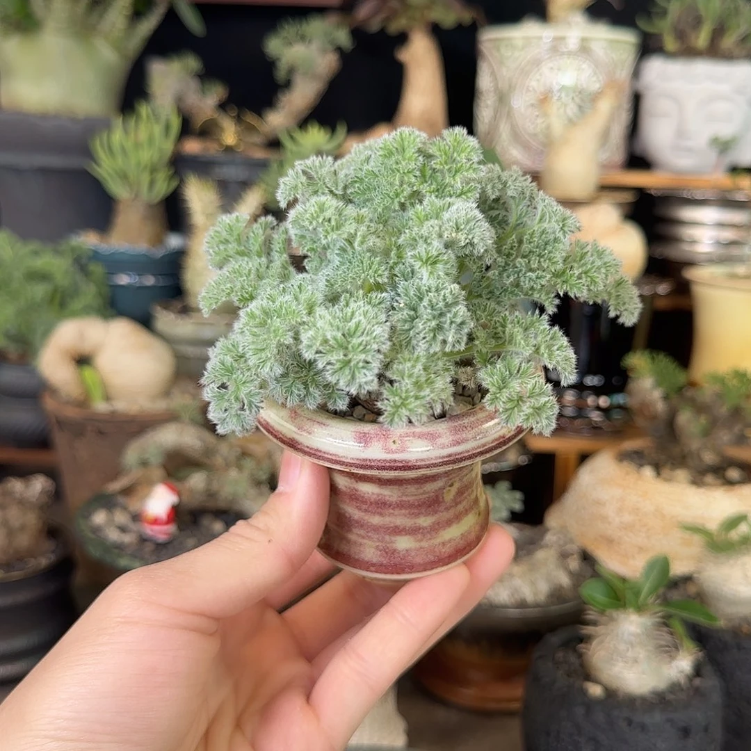 一物一拍羽叶洋葵98