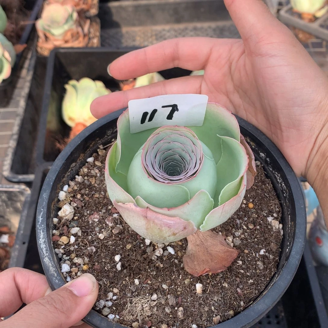 117紫帕老桩子g g v