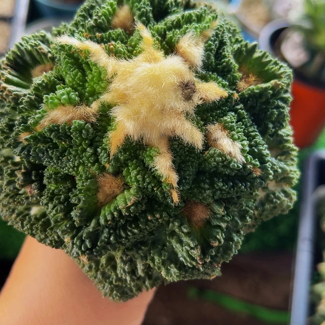 无花朵隔尤龟甲哥斯拉牡丹074