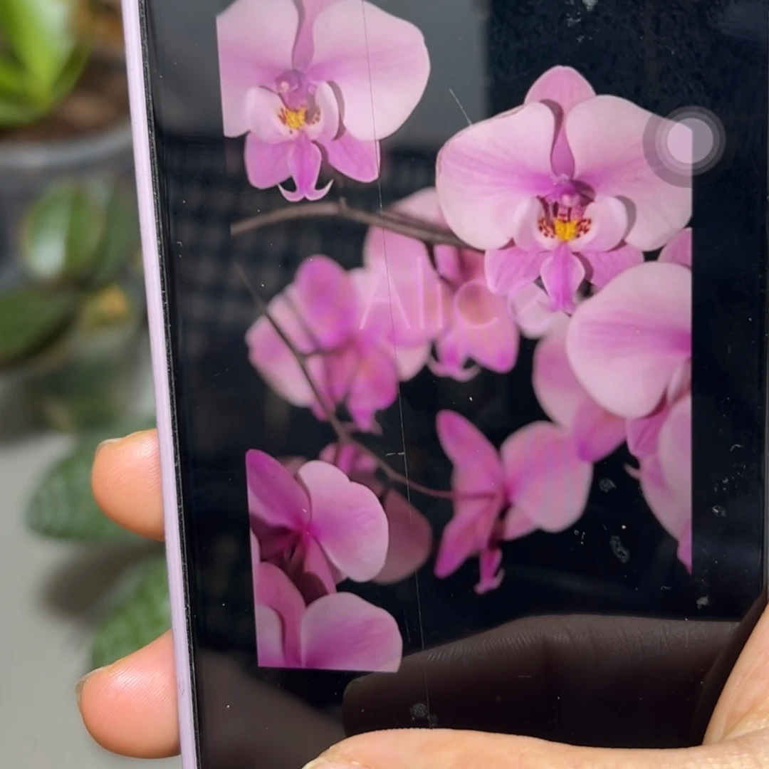 无花朵超大苗爱丽丝分生