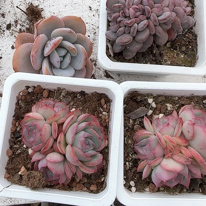 ?*…青蛙王子儿童牙膏111