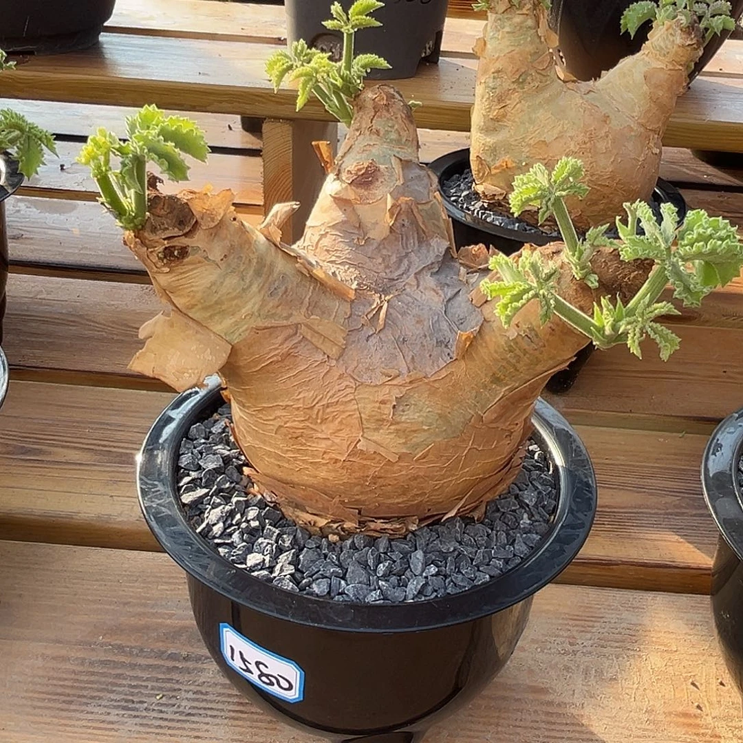 产地安哥拉葡萄翁，平台