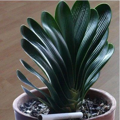 四季君子兰盆栽圆头和尚大苗带花苞花卉植物室内绿植客厅开花好养