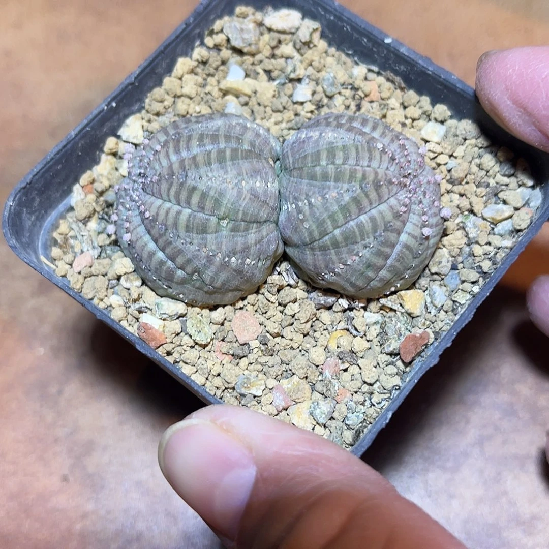 双头布纹球一物一拍