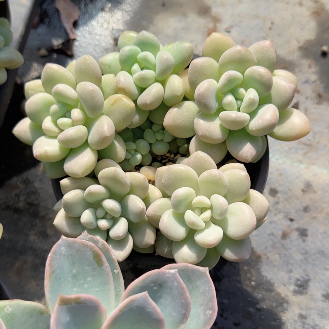 无花朵泡泡糖群生