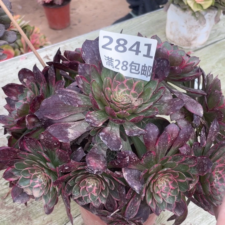 2841二号棚夜宴多肉A