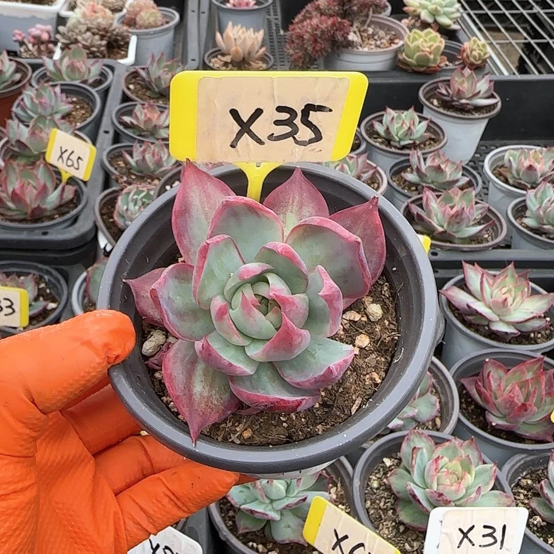 *️****X35惊鸿单头多肉