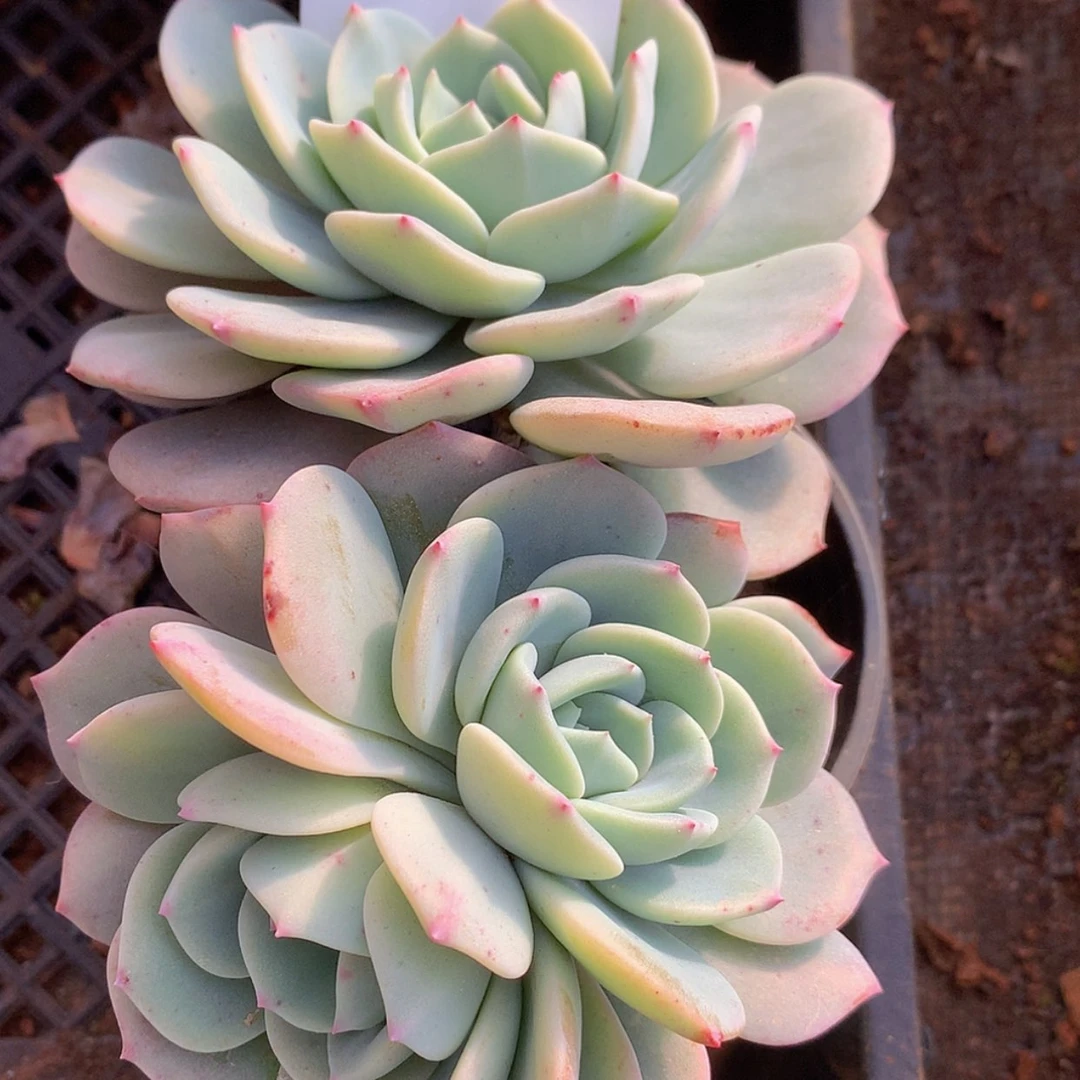 【闪购商品】云530号