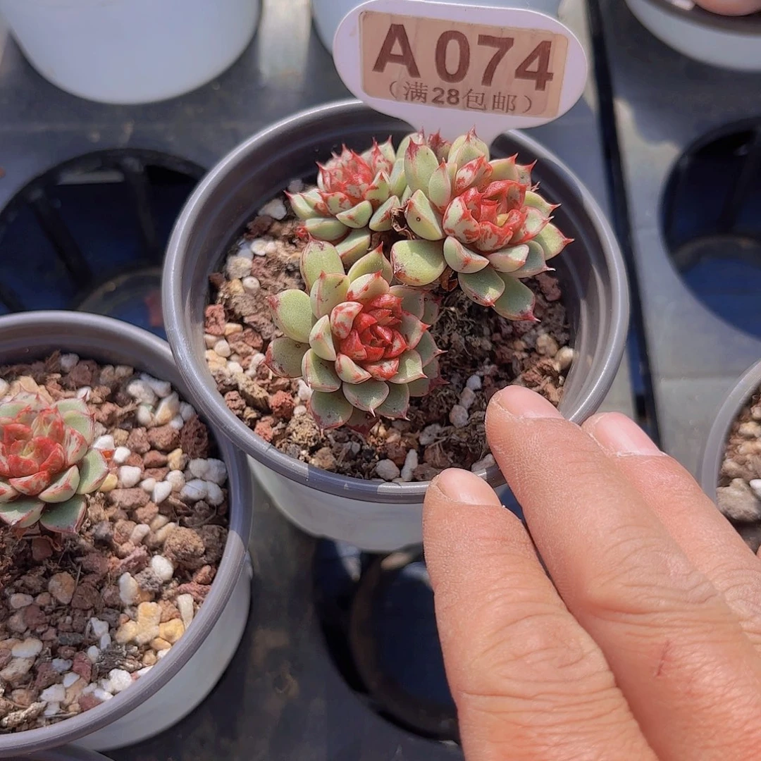 A074血滴子一物一拍