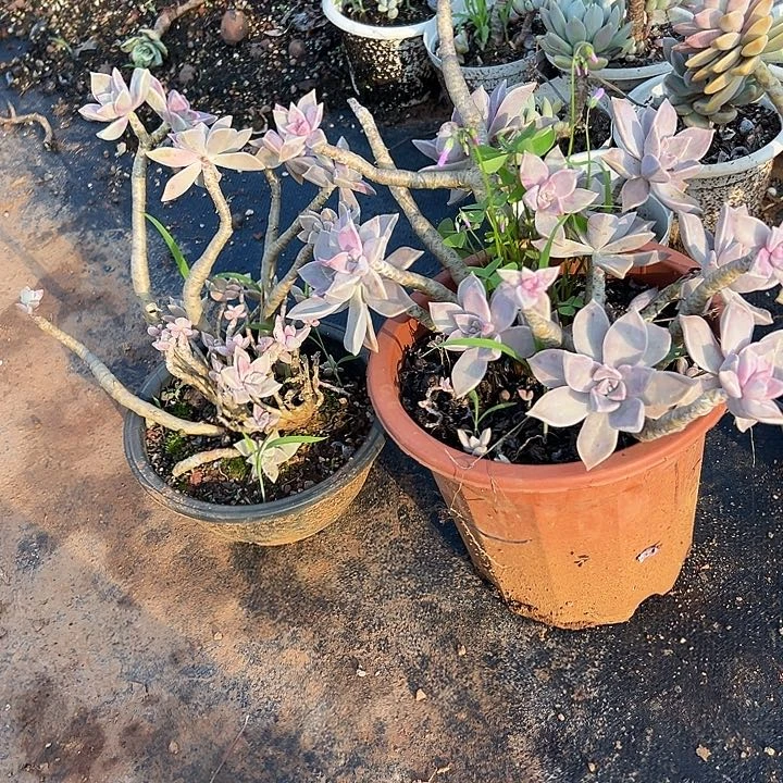 笔***缠多肉植物实物直播实物1