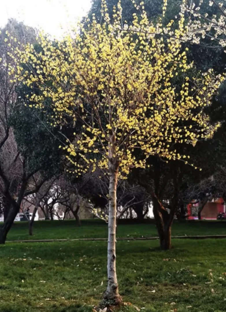 高杆腊梅花树苗庭院室外原生棒棒糖嫁接苗耐寒耐冻浓香型花卉