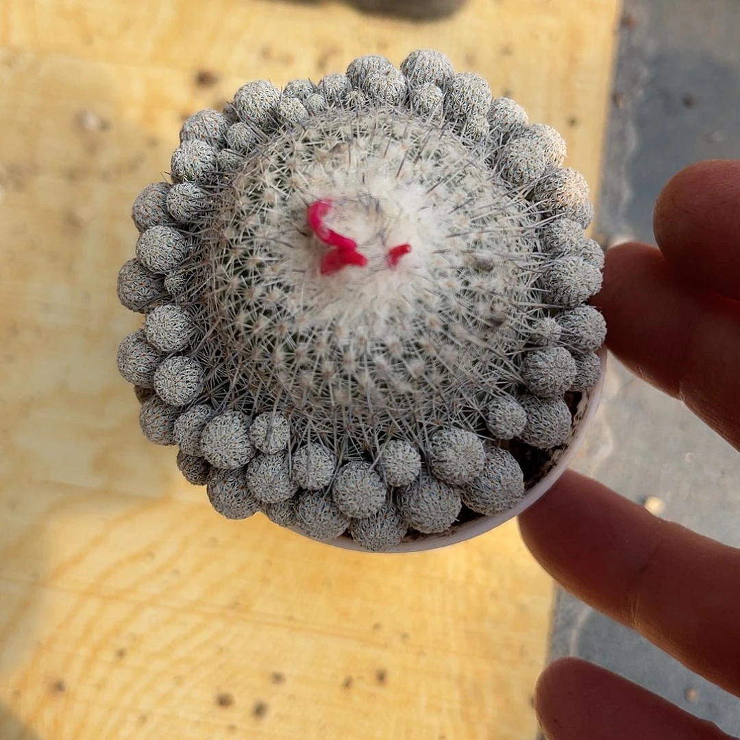 实生乌月丸仙人球一物一拍