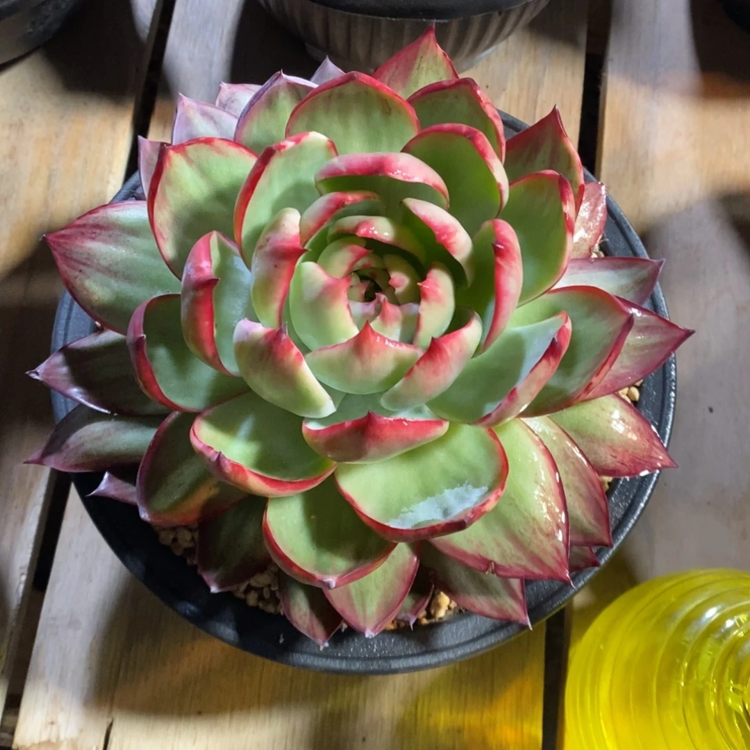 安***西惊鸿仙子一物一拍