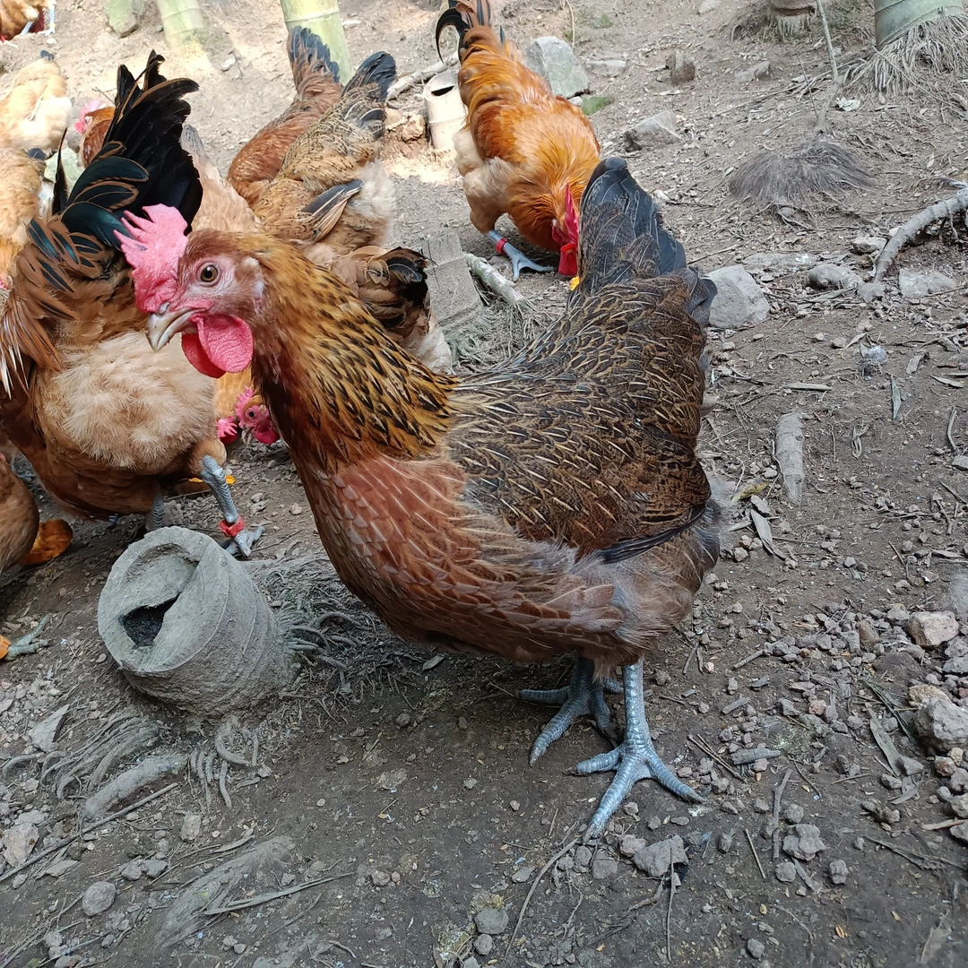 【现宰现杀】农村散养麻羽老母鸡