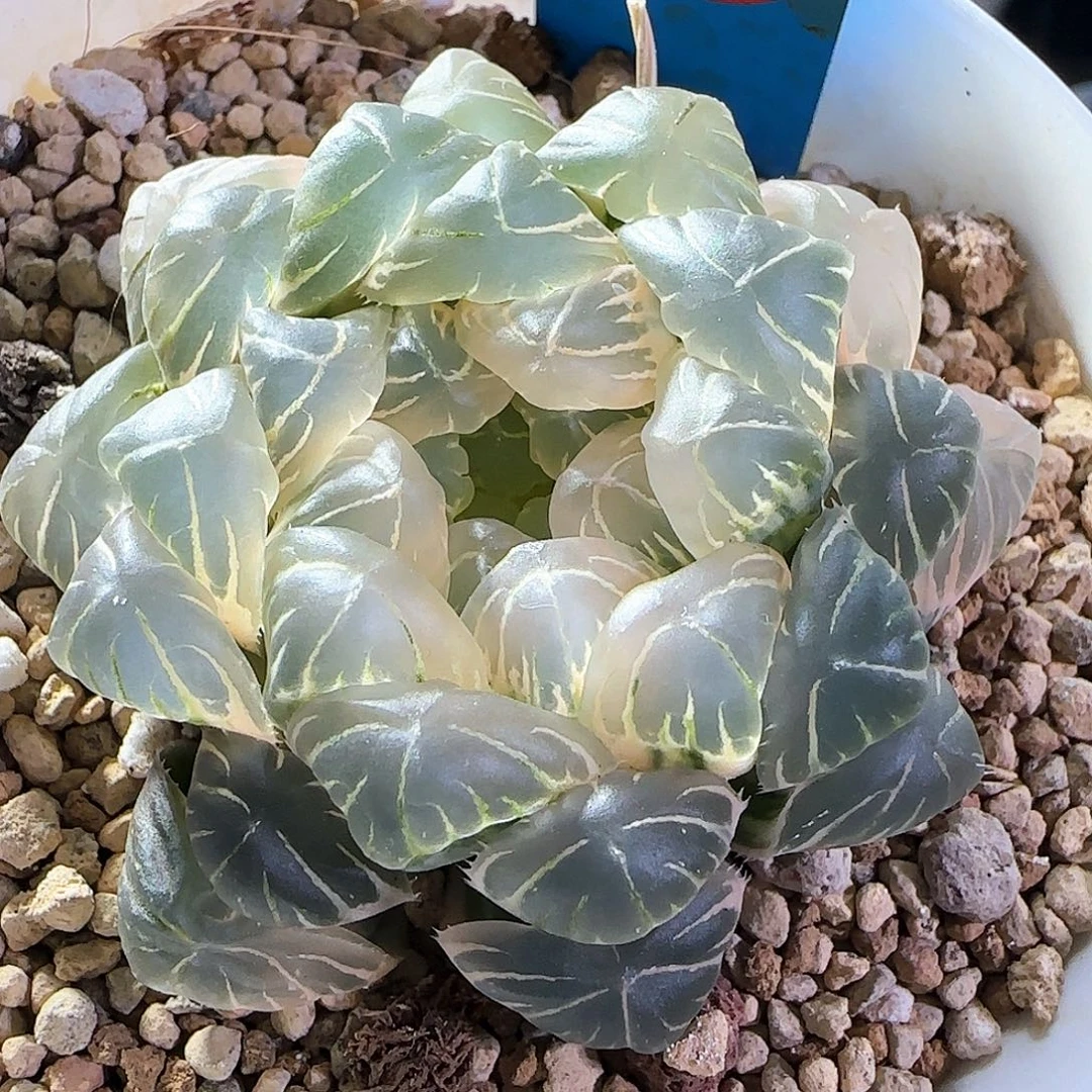 79号糊斑湖水一物一拍带盆土
