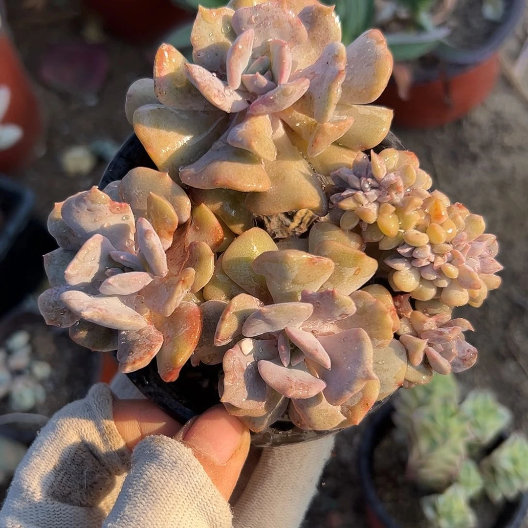 DVD哦摸摸摸摸呃呃呃