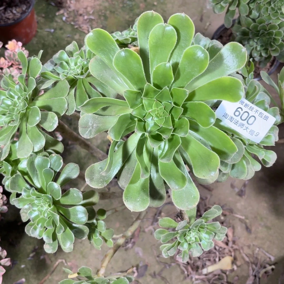 600原始绿法师多肉植物