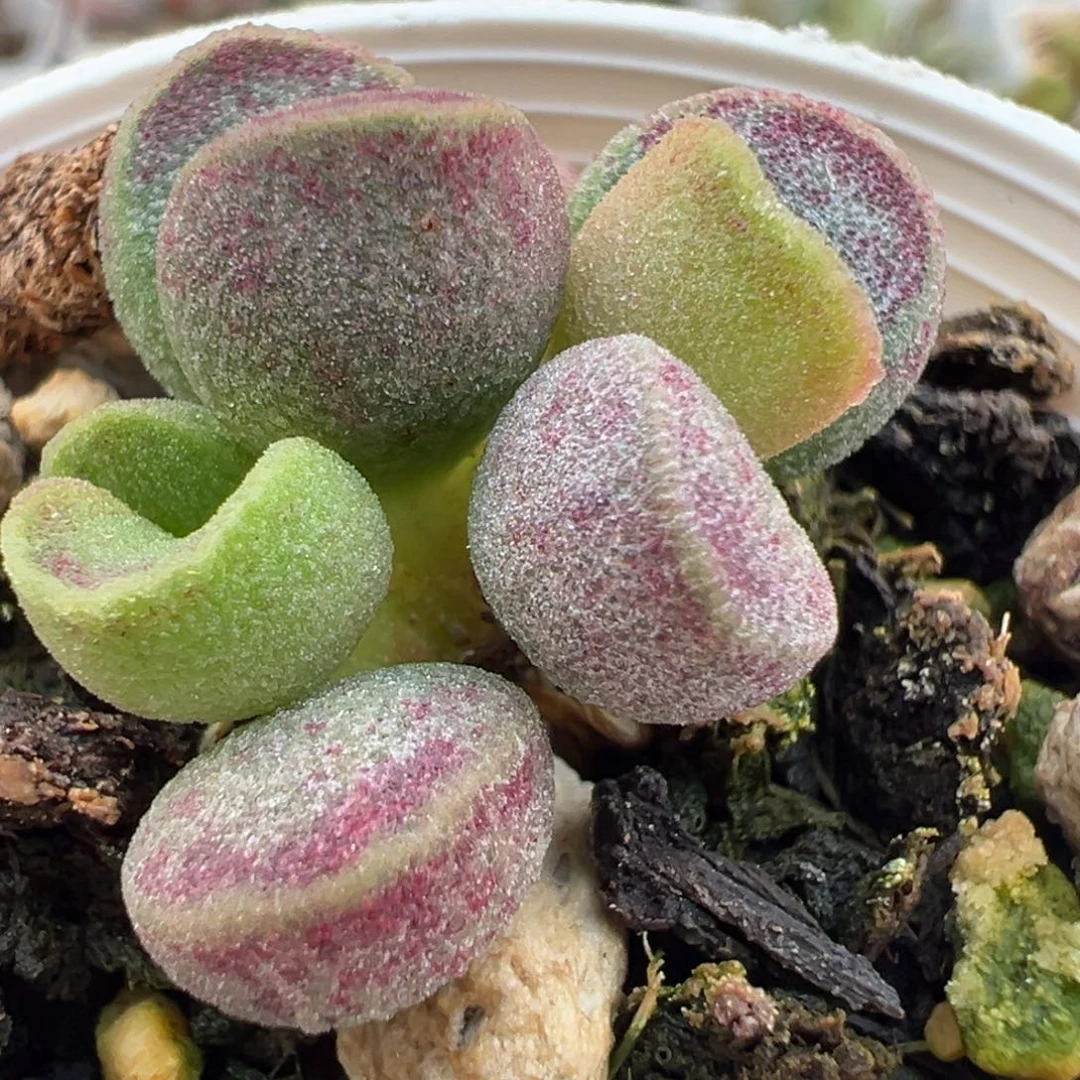 艾薇大苗多肉植物水泡