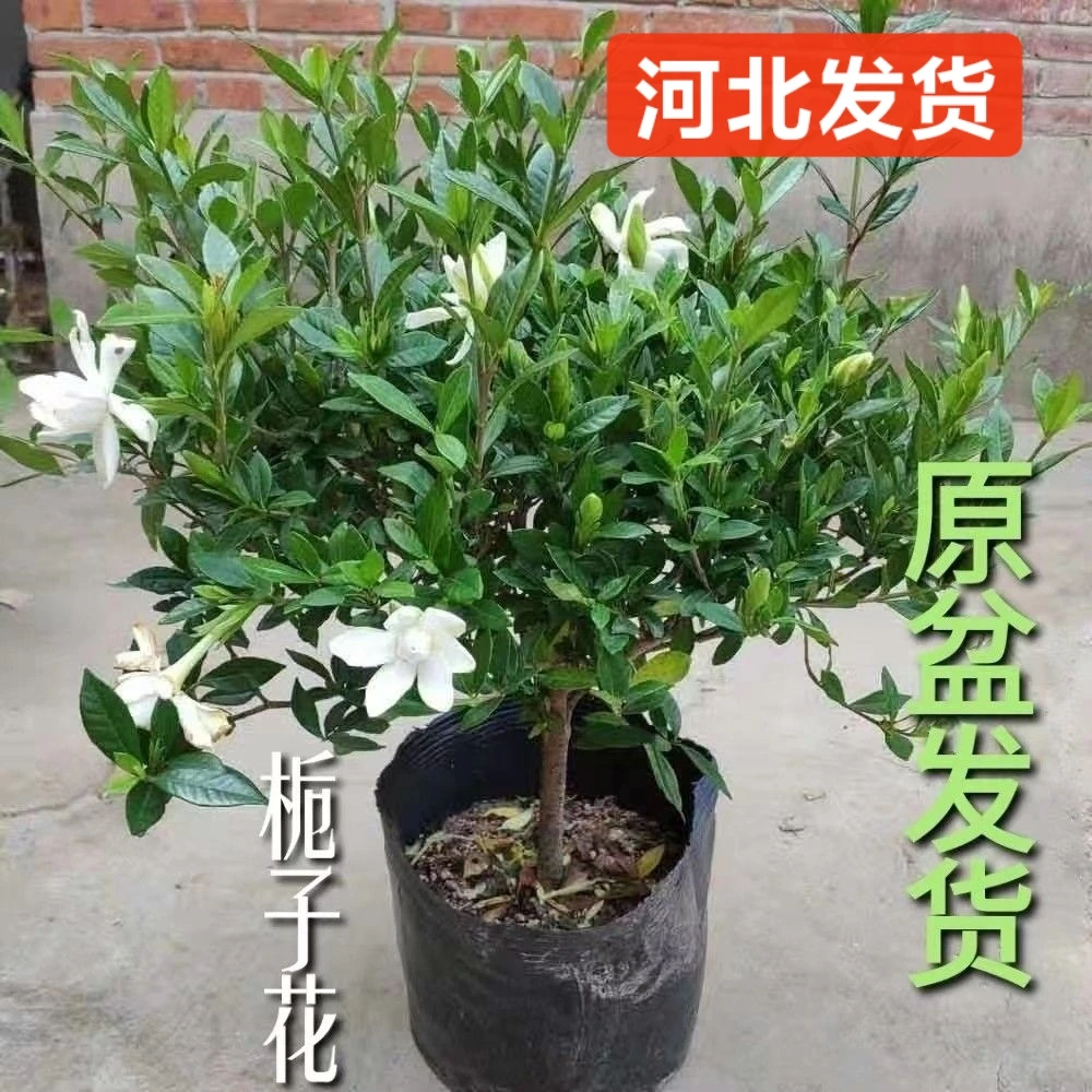 小叶栀子花重瓣独杆带花苞原盆多季节开花香风化沙种植河北自营