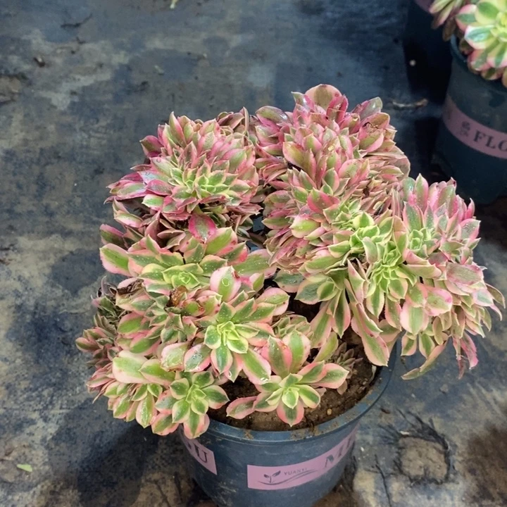 粉女巫缀多肉植物42