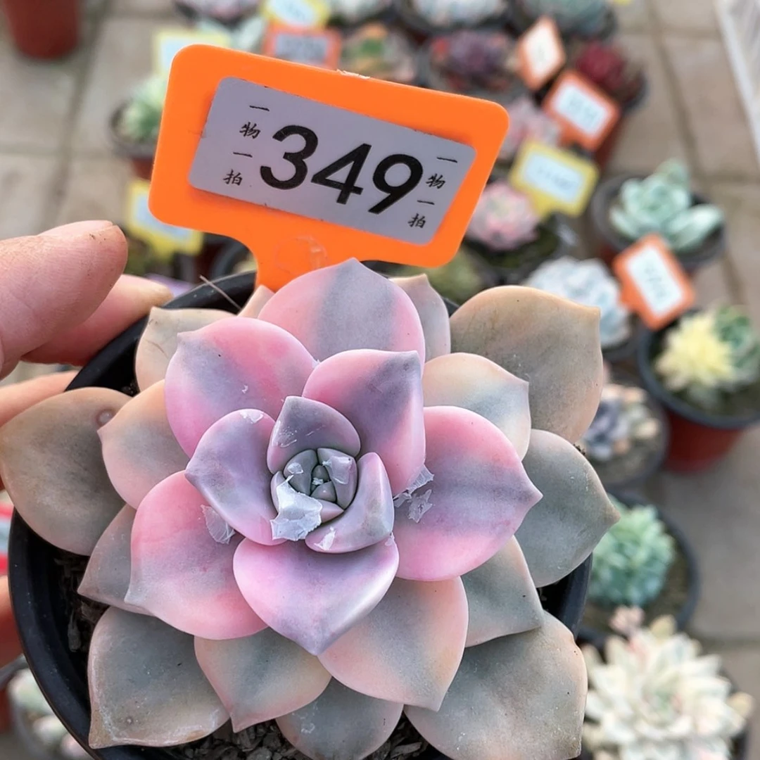 【闪购商品】349号