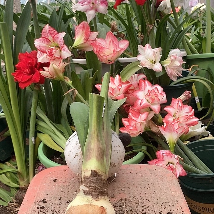 全部花朵黑妞6以上花后385号