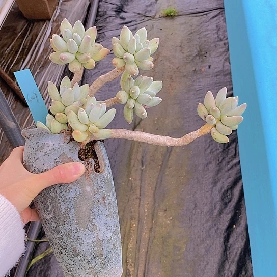 609多肉植物老桩