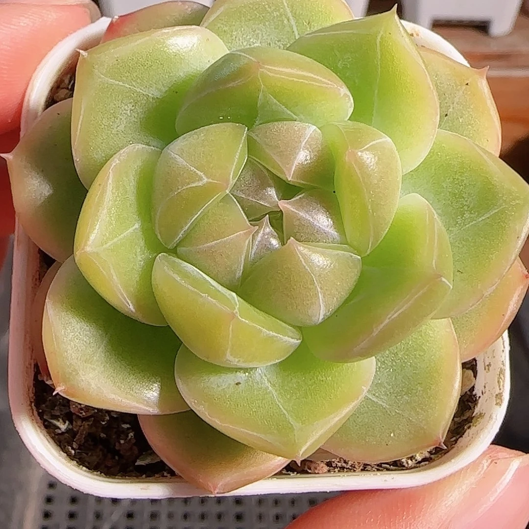 多肉1105--71钻石珍妮