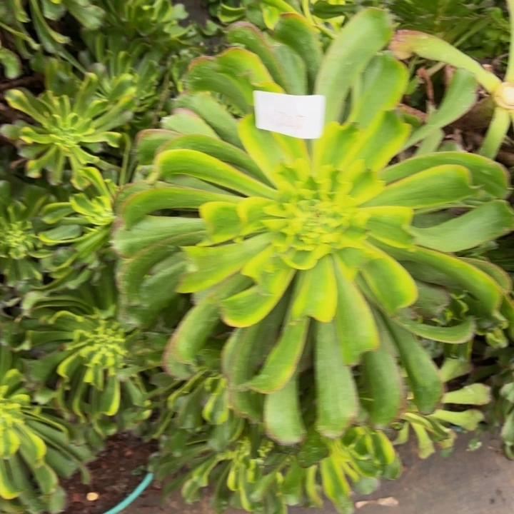 云南舞天姬两个砍头328号