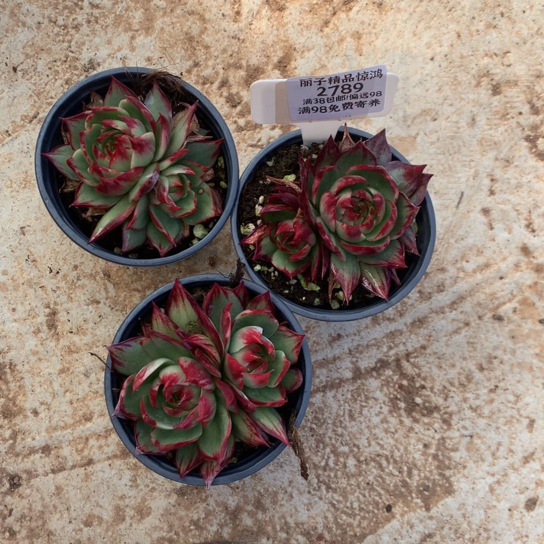 好***生2789号多肉植物惊鸿3颗