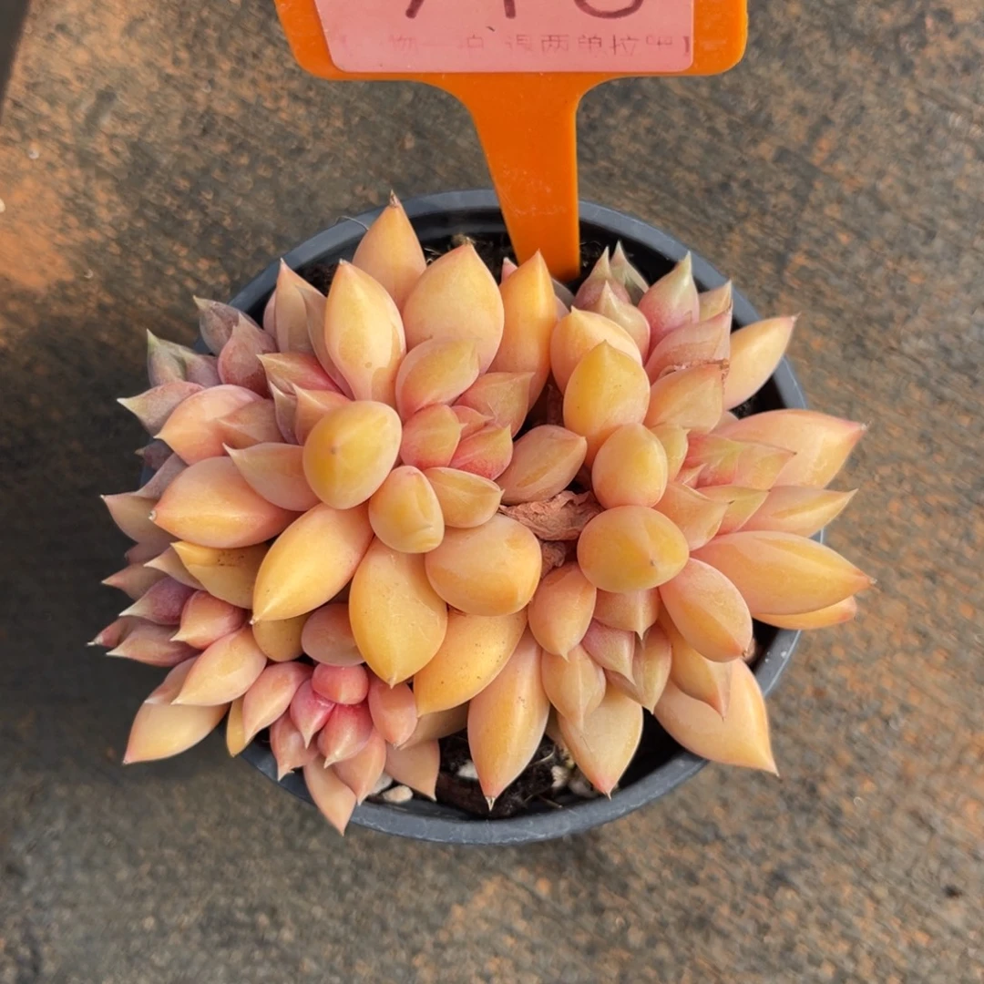 云尘多肉一物一拍918