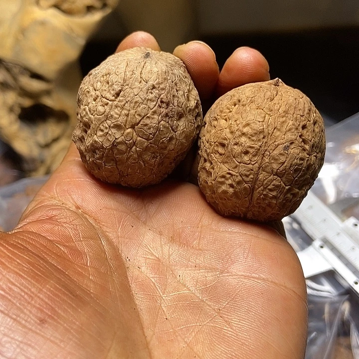 把件文玩核桃云南铁核桃基地35