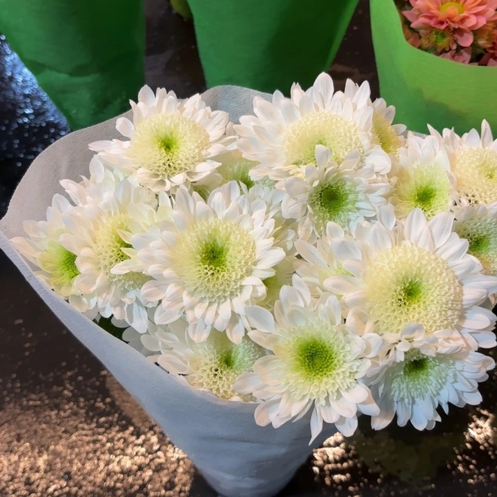 原盆原土瑞白小菊