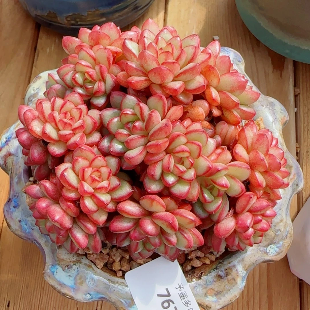 亚当，7676多肉植物