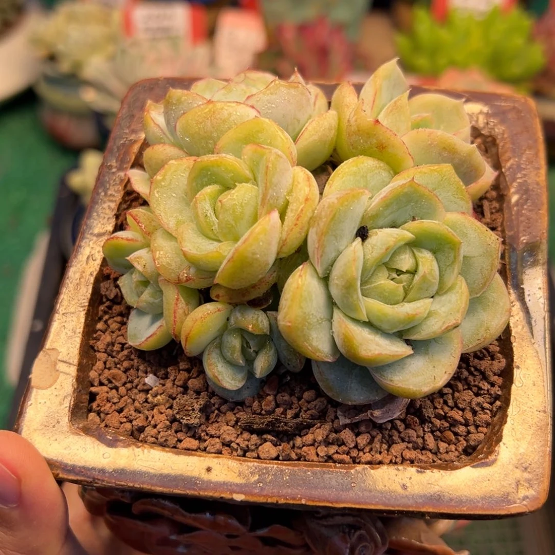 表妹精品多肉植物255.