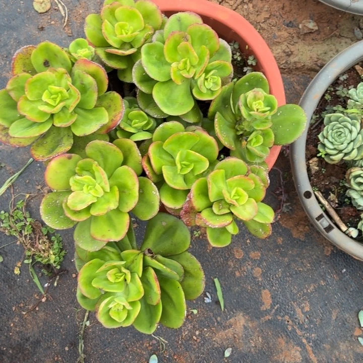 红梅。。。。。。。，，，，，，，，，，