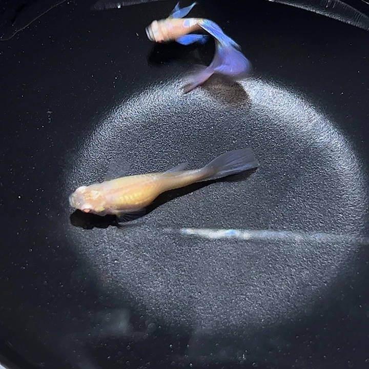 海水豫见孔雀鱼观赏鱼紫色飞船一对7号