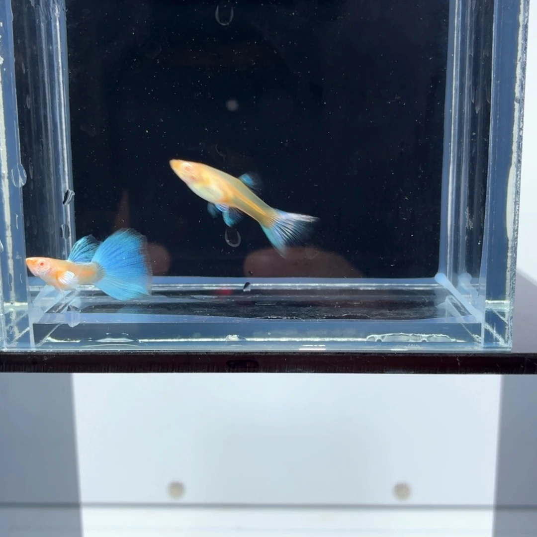 孔雀鱼蓝白飞船亚成一对（25）