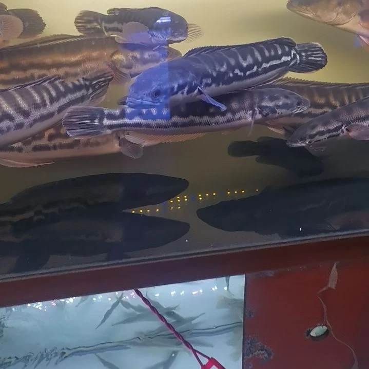 海水鱼直播间自选铅笔